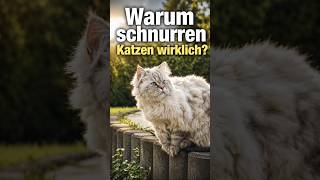Warum schnurren Katzen? 🐱 #shorts