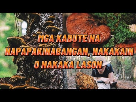 MGA KABUTE NA NAPAPAKINABANGAN,NAKAKAIN O NAKAKALASON|Philippines