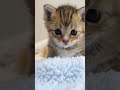 かわいいタレ目子猫さん【赤ちゃん猫　保護猫】 #kitten #子ネコ #cat #好きな子猫 #meow #cute #gatto #エウレカねこ部 #kitty