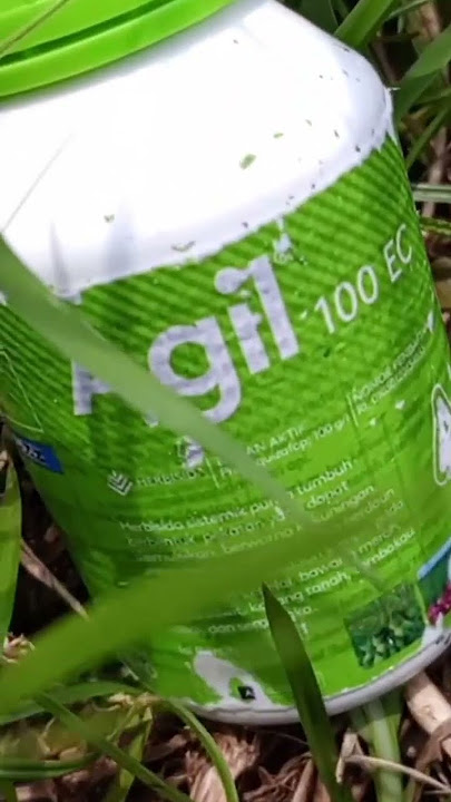 HERBISIDA UNTUK BASMI RUMPUT TEKI MEMBANDEL MATI DAN KERING SAMPAI AKAR#teki#gulma#herbisida#agil