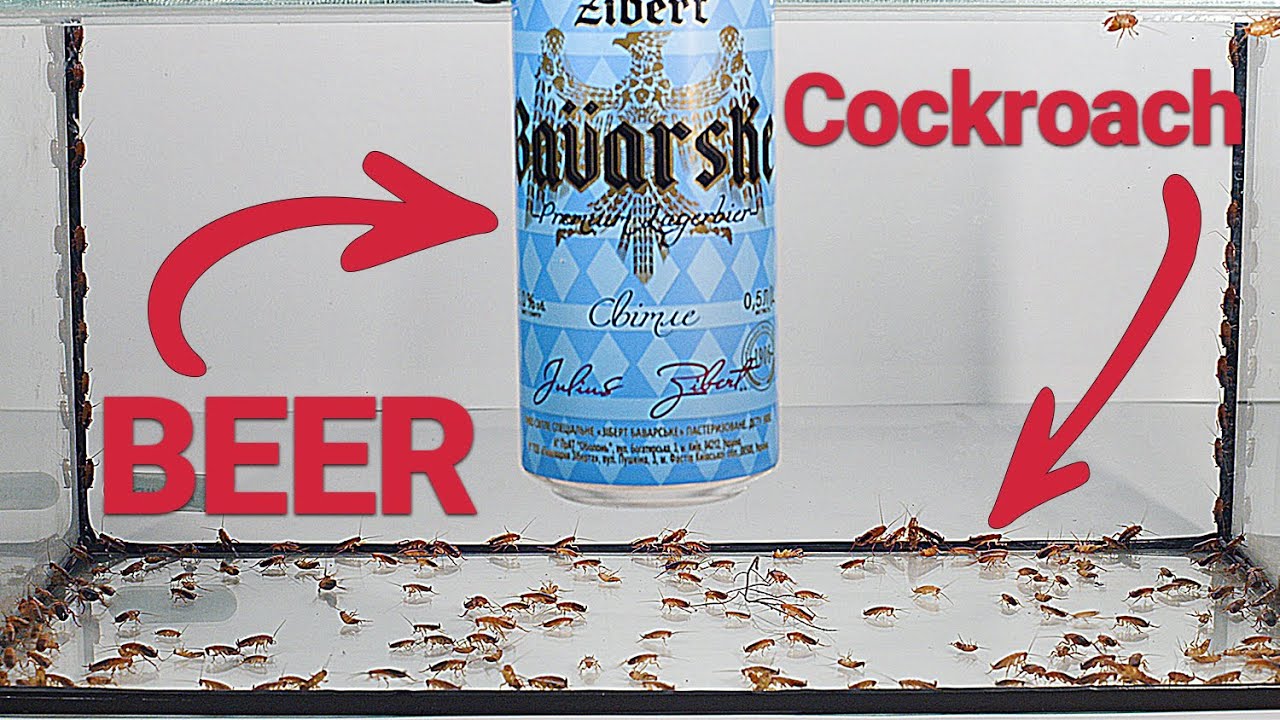 Gave Beer Cockroaches. 2 Hours Later..... - YouTube