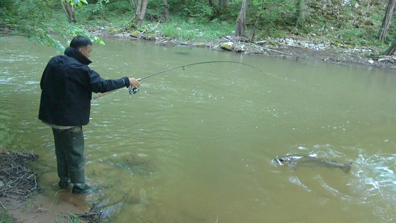Pecanje potočne pastrmke na varalicu na reci Mlavi - Gornjačka klisura | Fishing brown trout