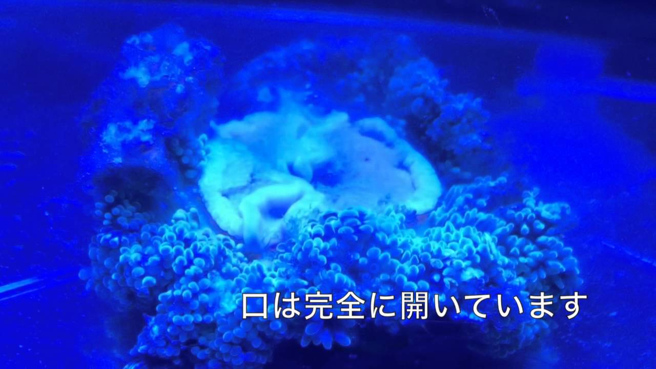 ハタゴイソギンチャクの最期 海水魚水槽 Youtube