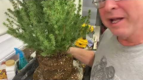 Dwarf Alberta Spruce: repot to begin its journey as a Christmas tree and a bonsai 