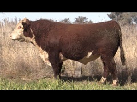 Lot 1 BWNR008 Bowen 2022