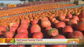 Dell'Osso Family Farm in Lathrop Is Opening!