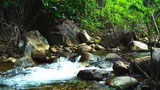 The sound of the morning forest in the mountains, the chirping of birds, the sound of gurgling water