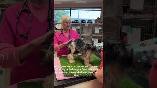 Physical Therapy For After Fho Surgery