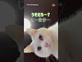 初めて?自分の顔を見た猫