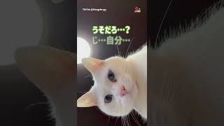 初めて？自分の顔を見た猫