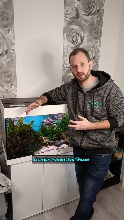 Wie oft sollte man sein Fische füttern? Aquarium Fische richtig