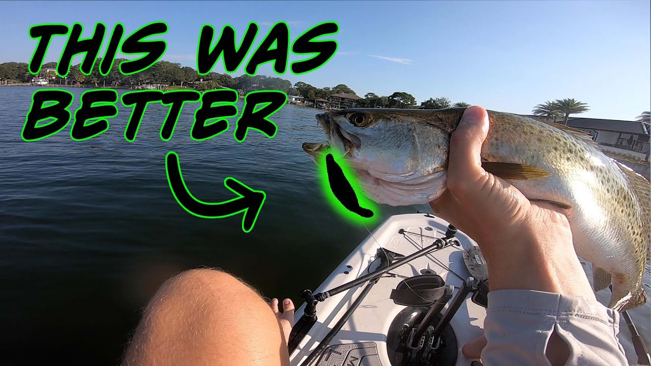 I was throwing LIVE mullet but it wanted THIS! YouTube