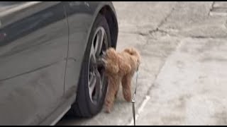 Dog Peeing On A Mercedes Benz