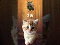 フクロウとネコの会話 #Shorts #spiritual #fortune telling #スピリチュアル #占い #フクロウ #動物