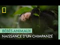 La Naissance Du Petit Chimpanzé Est Proche GRANDIR DANS LE MONDE ANIMAL