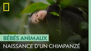 La naissance du petit chimpanzé est proche ! | GRANDIR DANS LE MONDE ANIMAL