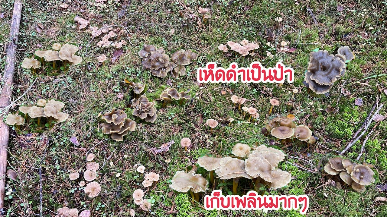 🍄21/10/21 🍄เก็บเห็ดดำป่านี้เพลินๆจ้า