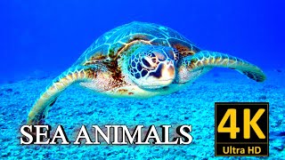 Sea Animals Collection in 4k, Sea Animals Compilation #seaanimals #seaanimalsvideos @atharvallinone by Atharv All in one 240 views 1 year ago 8 minutes, 43 seconds