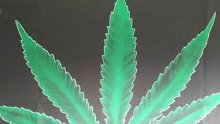 Organic Flower Room Round#3 Week#7 #ImpelloBio #KoweKast #DrEarth #RisenTek #DownToEarth #VivoSun