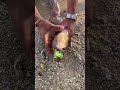 Amazing Tiny Moray Eel Found Inside Glass Bottle on Beach 😱 | Rare Catch & Release"Alternative