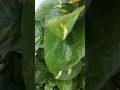 Money Plant care tips ☘️ Nature lover ❤️ My garden tour | Happy Gardening yt short video #viral