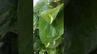 Money Plant care tips ☘️ Nature lover ❤️ My garden tour | Happy Gardening yt short video #viral