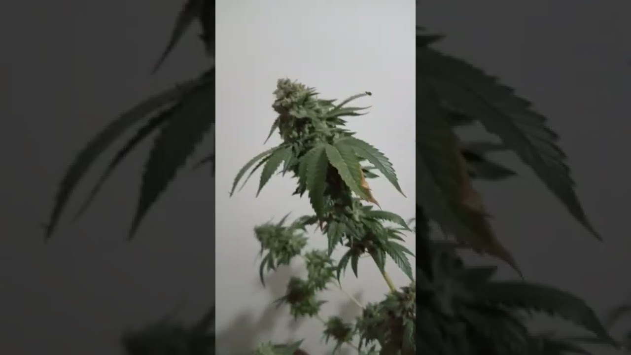 Colheita, hora que todos queremos ! 