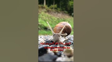 هذا خلق الله تلاوه قمه في الروعه للقارئ الشيخ ياسر الدوسري حفظه الله#short