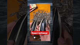 Download Lagu Kuaci terbesar 😱 MP3