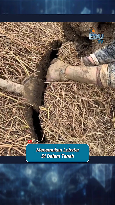 Wow! Thousands of Crayfish in the Ground