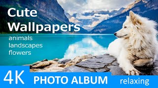 4K Cute Wallpapers - Nature - Animals