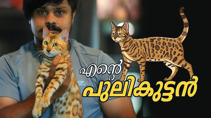 Watch the video about എന്റെ പുലിക്കുട്ടൻ... | Bengal Cat