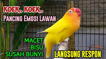 LOVEBIRD NGEKEK PANJANG KOEK KOEK PANCING EMOSI LAWAN, Labet MACET BISU Susah Bunyi NYAUT SEKETIKA