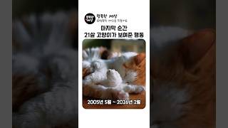 21살 고양이가 마지막 순간 보여준 행동