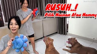 Pitbull Dogs Choose Toys or Their Owners | Funny Dogs Videos | Hewie Pitbulll #hewie pitbull by Hewie Pitbull Channel 3,298 views 1 month ago 8 minutes, 49 seconds