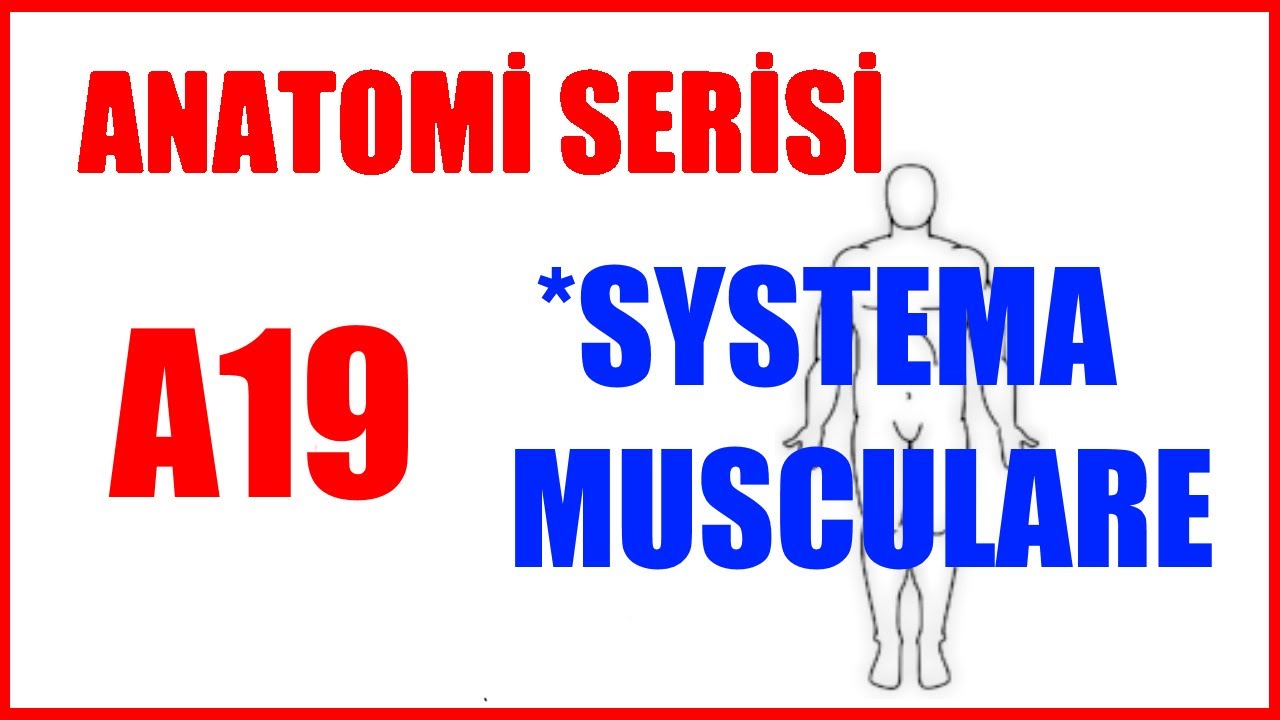 Kas Sistemi A19 | SYSTEMA MUSCULARE (Anatomi Serisi)