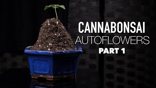 Cannabonsai with Autoflowers:  Part 1