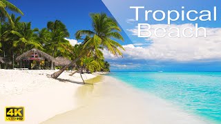 🌴 Tropical beach relaxation video - Relaxing Sounds Calm Ocean Waves & Singing Birds - caribbean sea