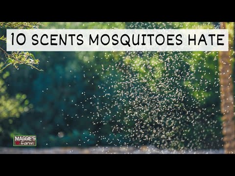 Video: Parfumul bombă respinge țânțarii?