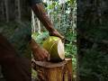Satisfying Fresh Coconut Cutting ASMR in the Jungle #asmr #coconut #cuttingasmr