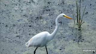 Mississippi River Flyway Cam powered by EXPLORE.org 2019 09 03