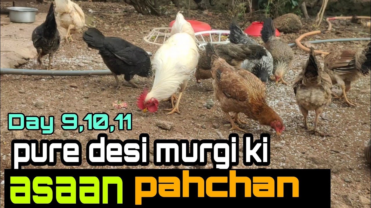 original desi murgi ki pahchane kaise kare | Day 9 10 11  chicks manegement