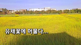 ⛱️ 인천 - 계양꽃마루 유채꽃 | 봄꽃축제 | 당일치기 국내여행 | Day domestic trip