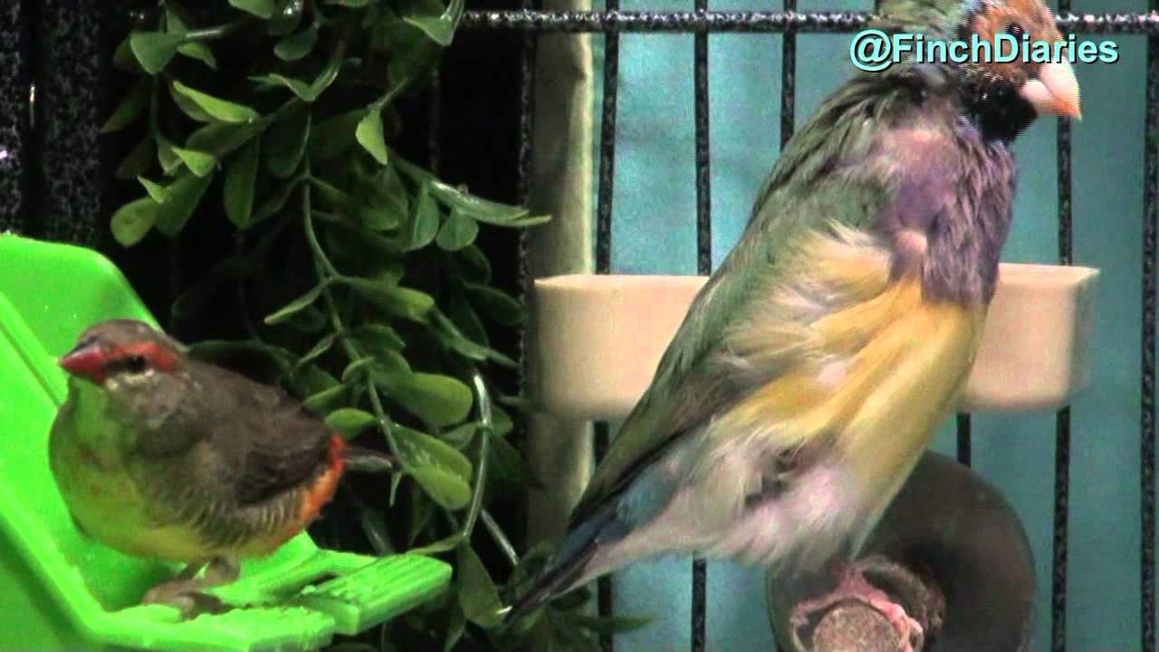 Finch Diaries Molting Gouldian Sings, Gold Breasted Waxbill Tries To Bathe YouTube
