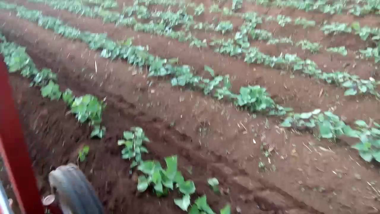 Máy cày đa năng vun Luong khoai lang cuc đinh ai có... - youtube