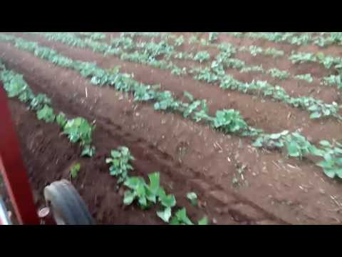 Video Máy cày đa năng vun Luong khoai lang cuc đinh ai có... - youtube