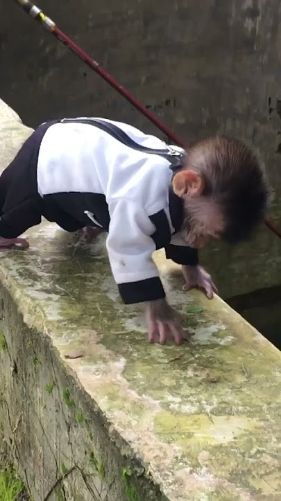 #shorts #funny #monkey #dennycaknan #kalehwelasku