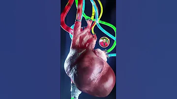 Heartbeat 3D With Sound Heart Dil Anatomy 