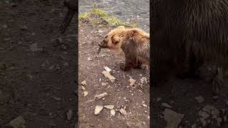 Bear Discovers Then Becomes Bored With iPhone at Katmai National Park