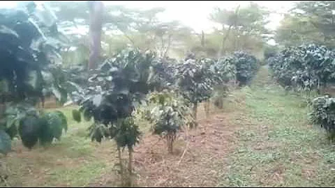 Khamsone coffee farm bolaven plantue